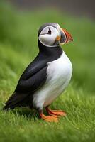 AI generated Puffin bird on a green grass patch. AI Generated photo