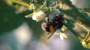 Biene sammelt Nektar auf ein Himbeere Blume video