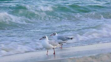 seagulls walk along the seashore and drink water video