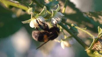 bij verzamelt nectar Aan een framboos bloem video