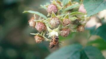 bij verzamelt nectar Aan een framboos bloem video