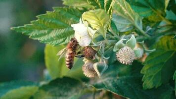 abeille recueille nectar sur une framboise fleur video