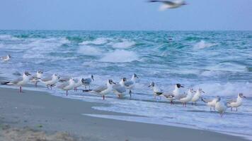 seagulls walk along the seashore and drink water video