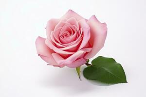 AI generated Pink rose isolated on white background. AI Generated photo