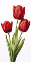 AI generated Red tulips isolated on white background. AI Generated photo