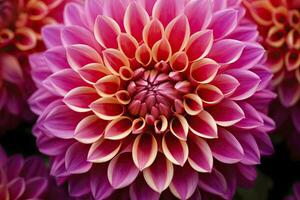 AI generated Dahlia flower background.  AI Generated. photo