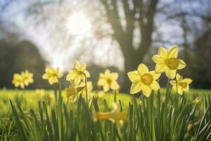 AI generated Daffodils in spring backlit by sun. AI Generated photo