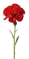 AI generated Red Carnation isolated on white background. AI Generated photo