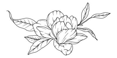 Magnolia Line Drawing. Black and white Floral Bouquets. Flower Coloring Page. Floral Line Art. Fine Line Magnolia  illustration. Hand Drawn flowers. Botanical Coloring. Wedding invitation flowers vector