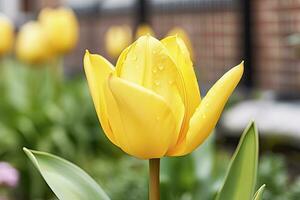 ai generado amarillo tulipán en el jardín. ai generado foto