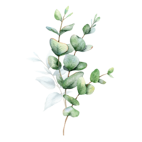 eukalyptus vattenfärg illustration. eukalyptus grönska hand målad isolerat på vit bakgrund. perfekt för bröllop inbjudningar, blommig etiketter, brud- dusch och blommig hälsning kort png