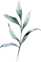eucalyptus waterverf illustratie. eucalyptus groen hand- geschilderd geïsoleerd Aan wit achtergrond. perfect voor bruiloft uitnodigingen, bloemen etiketten, bruids douche en bloemen groet kaarten png