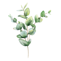 eucalyptus waterverf illustratie. eucalyptus groen hand- geschilderd geïsoleerd Aan wit achtergrond. perfect voor bruiloft uitnodigingen, bloemen etiketten, bruids douche en bloemen groet kaarten png