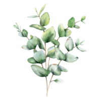 eucalyptus waterverf illustratie. eucalyptus groen hand- geschilderd geïsoleerd Aan wit achtergrond. perfect voor bruiloft uitnodigingen, bloemen etiketten, bruids douche en bloemen groet kaarten png