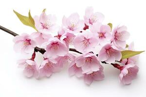 AI generated Sakura flowers isolated on white background. AI Generated photo