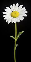 AI generated Common daisy isolated on black background. AI Generated photo