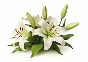 AI generated Beautiful fresh lily flower with green leaves, isolated on white background. AI Generated photo