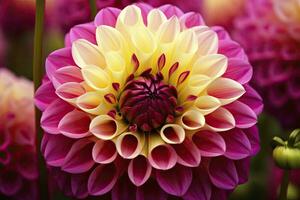 AI generated Dahlia flower background.  AI Generated. photo