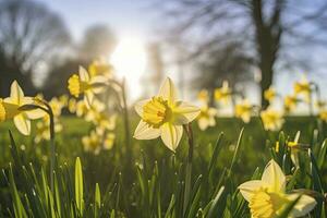 AI generated Daffodils in spring backlit by sun. AI Generated photo