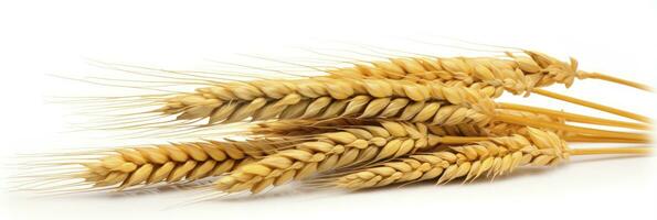 AI generated Wheat ears isolated on white background. AI Generated. photo