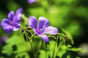 AI generated Geranium wilfordii flower. AI Generated photo
