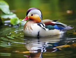 AI generated Closeup of mandarin duck swimming in lake. generative AI. photo