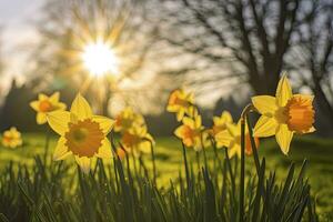 AI generated Daffodils in spring backlit by sun. AI Generated photo