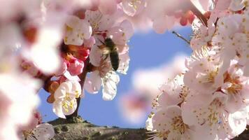 printemps épanouissement abricot arbre dans le jardin video