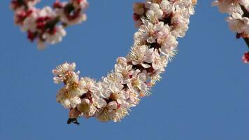 primavera fioritura albicocca albero nel il giardino video