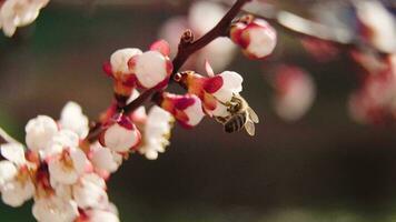 Primavera florescendo Damasco árvore dentro a jardim video