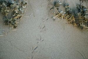 Several embossed imprints of paws of sea bird photo. Seagull prints on yellow grainy sand, Catalonia photo