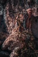 Climbing ivy plant on rocky cliff photo. Natural park of Sant Miquel del Fai. Sandstone wall covered with growing vines photo