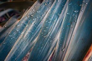 Close up water drop sparkle on reed grass photo. Big droplet on swamp dew outdoor. photo