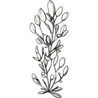 Floral branch and minimalist leaves. png