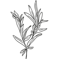 Floral branch and minimalist leaves. png