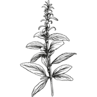 Floral branch and minimalist leaves. png