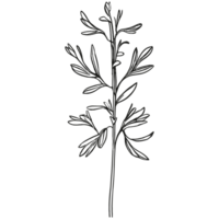 Floral branch and minimalist leaves. png