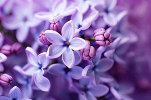 AI generated Lilac blossom macro background with copy space. AI Generated photo