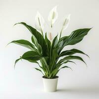 AI generated Peace Lily on a plain white background. AI Generated photo