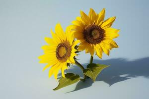 AI generated Two sunflowers in the sunny ambience. Light blue background with shadow. Generative AI photo