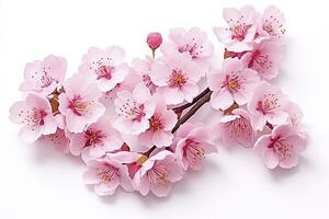 AI generated Sakura flowers isolated on white background. AI Generated photo