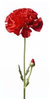 AI generated Red Carnation isolated on white background. AI Generated photo