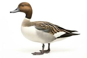 AI generated Northern pintail isolated on white background. AI Generated. photo