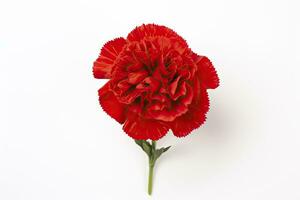 AI generated Red Carnation isolated on white background. AI Generated photo