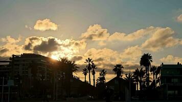 Sunset Silhouette of Palm Trees and Buildings. Silhouette of palm trees and urban buildings against a golden sunset sky with clouds. video