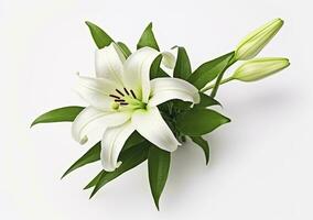 AI generated Beautiful fresh lily flower with green leaves, isolated on white background. AI Generated photo