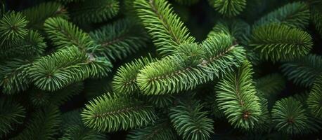 AI generated Christmas tree branches on a natural background. AI Generated photo