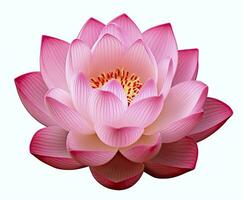 AI generated Lotus flower on white background. AI Generated photo