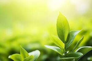 AI generated Nature of green leaf in a garden in summer under sunlight. Spring background. AI Generated photo