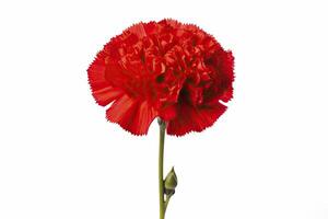 AI generated Red Carnation isolated on white background. AI Generated photo